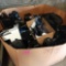 pallet of untested miscellaneous coffee makers Keurig assorted models and parts pictures