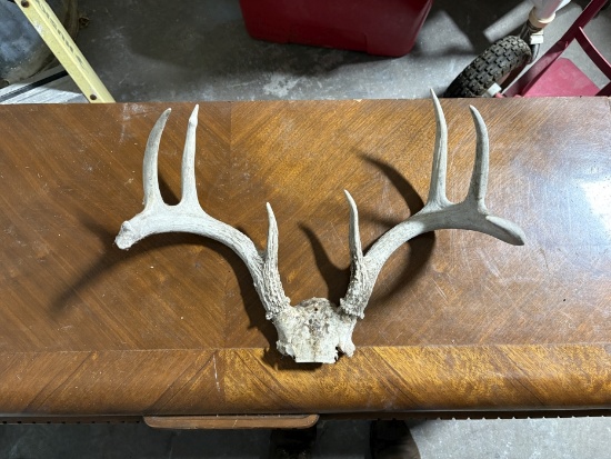 Deer Antler Skull Cap Mount