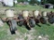 International 4 row Corn Planter