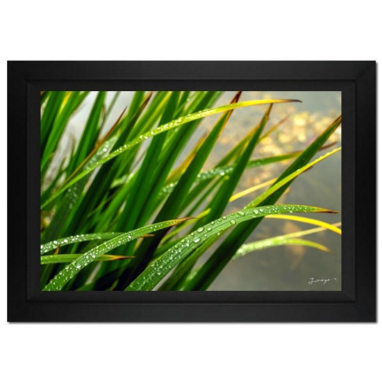 Jongas, "Morning Splash" Framed Limited Edition Photograph on Canvas, Numbered and Hand Signed with