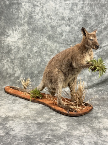 Wallaby