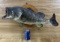 Taxidermy Skin Mount Bass / Fish Vintage #1