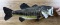 Taxidermy Skin Mount Bass / Fish Vintage #2
