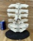Pathological Cow Vertebrae Oddity on Display Stand Bone Taxidermy
