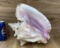 Conch Shell