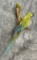 Macaw Taxidermy Bird Oddity RARE