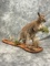 Wallaby Taxidermy Oddity RARE