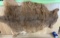 Taxidermy Kangaroo Tanned Skin Soft Oddity