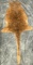 Taxidermy Rare Red Kangaroo Tanned Skin Soft Oddity