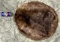 Taxidermy Beaver Tanned Skin Oddity
