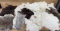 Lot of Rabbit Furs 17 total - 12 white, 5 colored Taxidermy Oddity