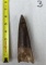 Extra Large Fossilized Spinosaurus Tooth #3 - 5+ inches