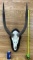 Nyala European Skull Mount - Wall Hanger on Plaque Bone Taxidermy