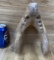 Fossilized Walrus Jaw Taxidermy Bone