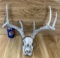 Taxidermy Skull Whitetail Deer, Antlers