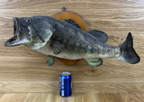 Taxidermy Skin Mount Bass / Fish Vintage #1