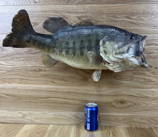 Taxidermy Skin Mount Bass / Fish Vintage #4