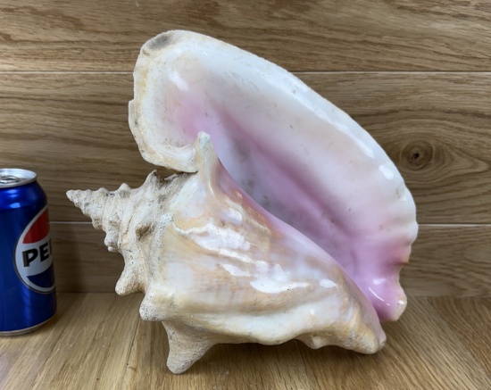 Conch Shell