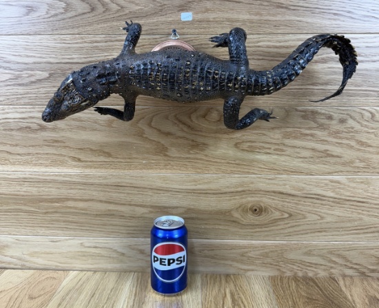 Rare Caiman Alligator Crocodile Taxidermy Mount Oddity