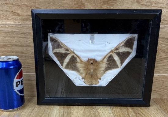 Taxidermy Fire Bat Mounted with Frame - ODDITY