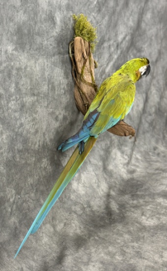 Macaw Taxidermy Bird Oddity RARE