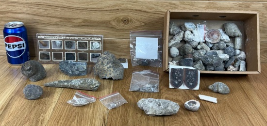 Lot of Fossils - Snails, Fern Plate Etc. See Pictures for details