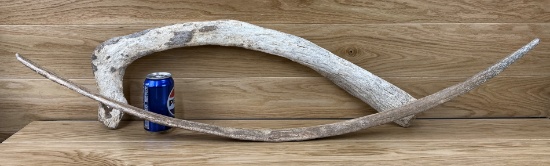 Fossilized Whale Rib Bones Oddity