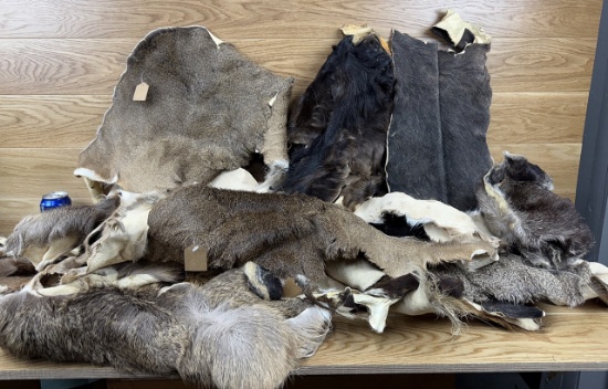 Craft Furs - Deer, Wildebeest, Buffalo Taxidermy Oddity
