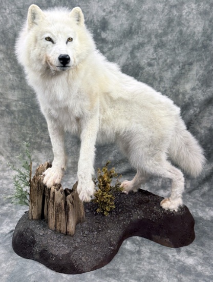 White Phase Timber Wolf Life-size Taxidermy Mount