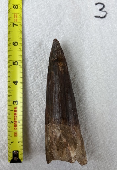 Extra Large Fossilized Spinosaurus Tooth #3 - 5+ inches