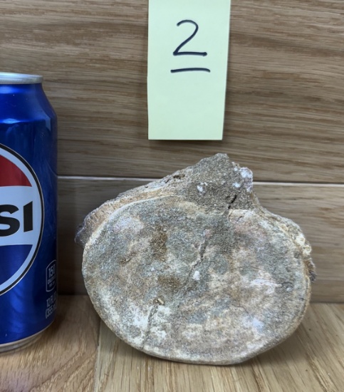Fossilized Plesiosaurus Vertabae - Loch Ness Monster #2