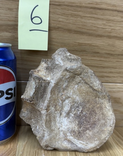 Fossilized Plesiosaurus Vertabae - Loch Ness Monster #6