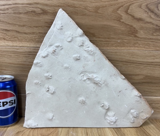Fossilized Amphibian Footprint Plate