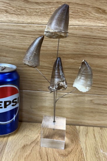 Fossilized Mosasaurus Teeth With Stand