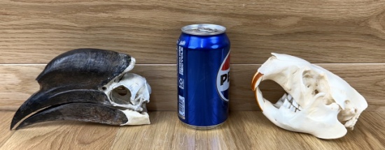 Hornbill and Beaver Skull Taxidermy Bone Oddity