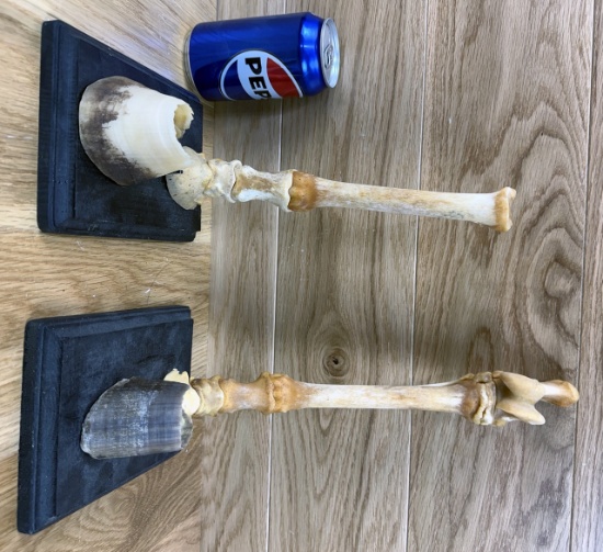 Miniature Horse Legs with Hooves - Bone Mount Taxidermy