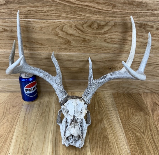 Taxidermy Skull Whitetail Deer, Antlers