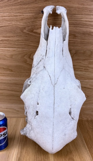 Cow Skull Taxidermy Bone #2 - Horn Bump