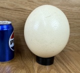 Ostrich Egg Bone Taxidermy Oddity