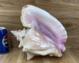 Conch Shell