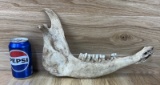 Cow Jaw Bone Taxidermy Oddity