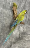 Macaw Taxidermy Bird Oddity RARE