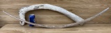 Fossilized Whale Rib Bones Oddity