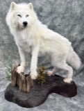 White Phase Timber Wolf Life-size Taxidermy Mount