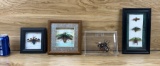 Framed Mounted Insects Taxidermy Oddity
