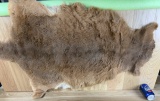 Taxidermy Kangaroo Tanned Skin Soft Oddity