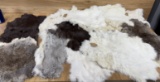 Lot of Rabbit Furs 17 total - 12 white, 5 colored Taxidermy Oddity
