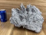 Fossilized Sand Dollar Matrix