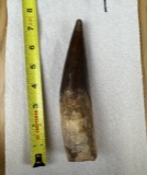 Extra Large Fossilized Spinosaurus Tooth #1 - 5+ inches