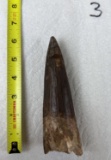 Extra Large Fossilized Spinosaurus Tooth #3 - 5+ inches